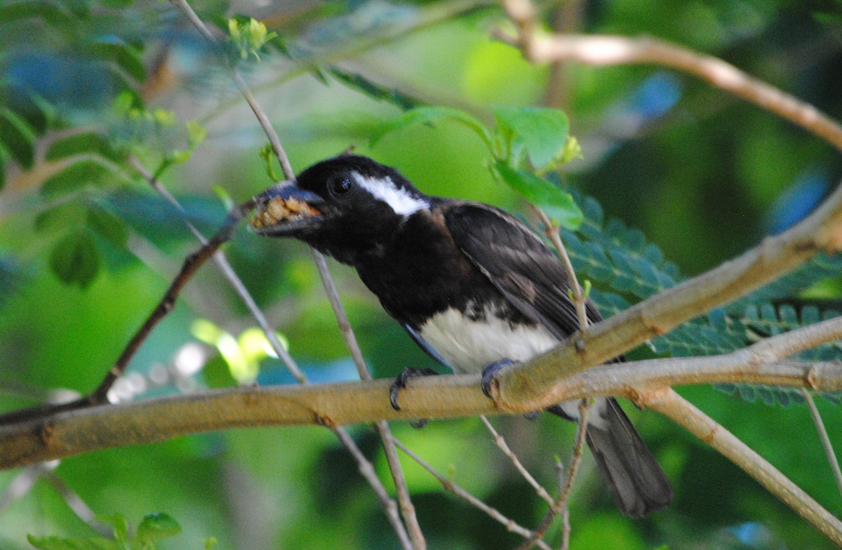 White-eared Barbet - ML128801291