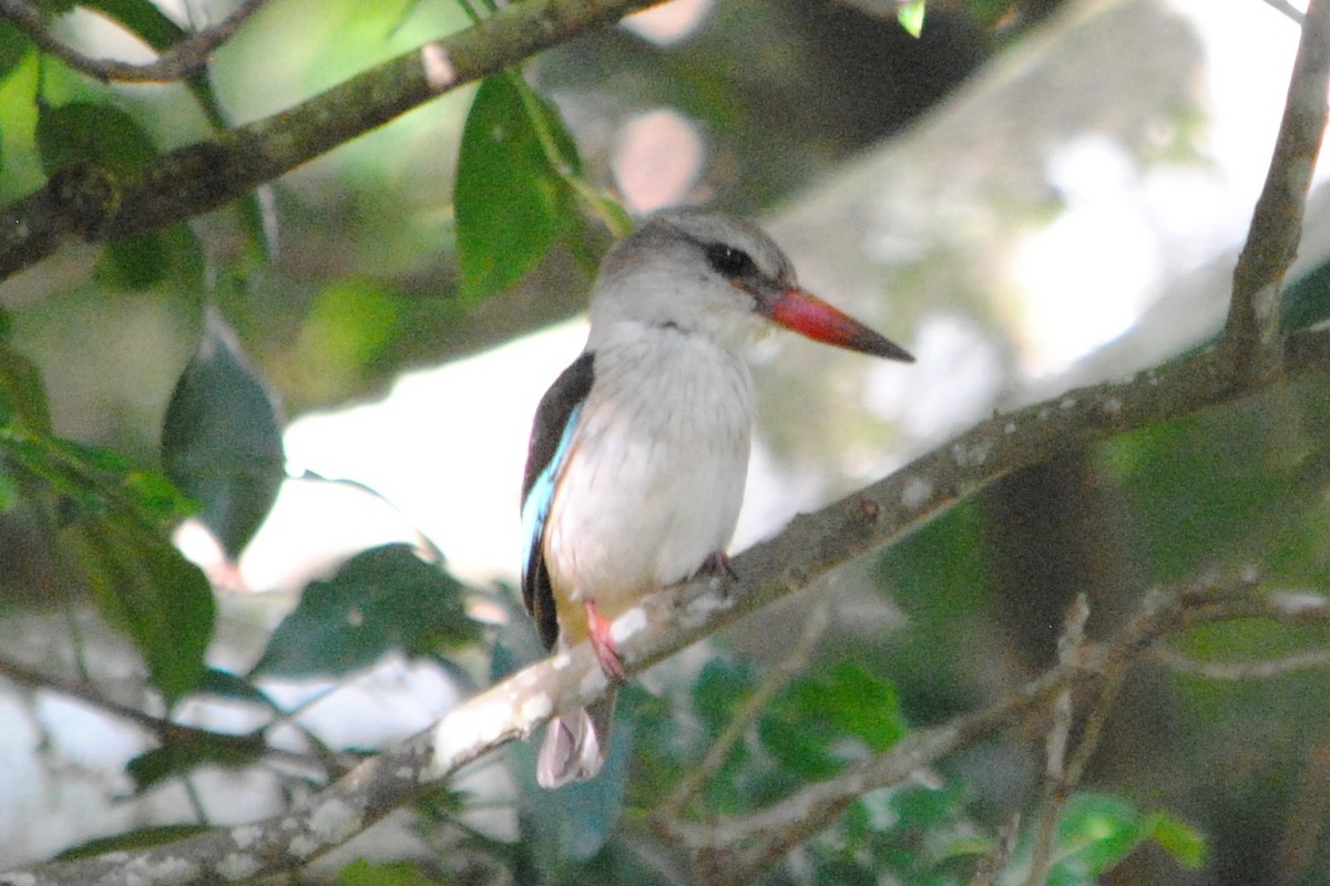 Brown-hooded Kingfisher - ML128801311