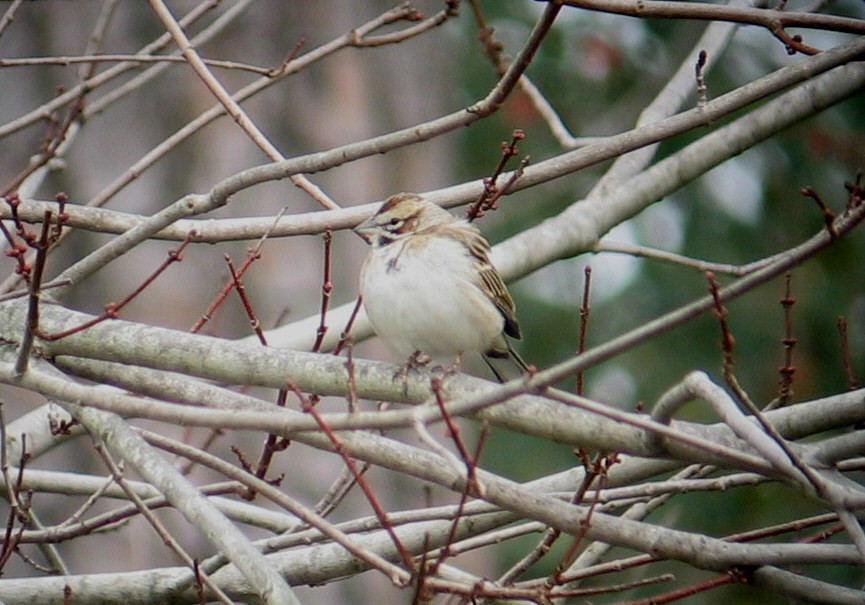 Lark Sparrow - ML128802051