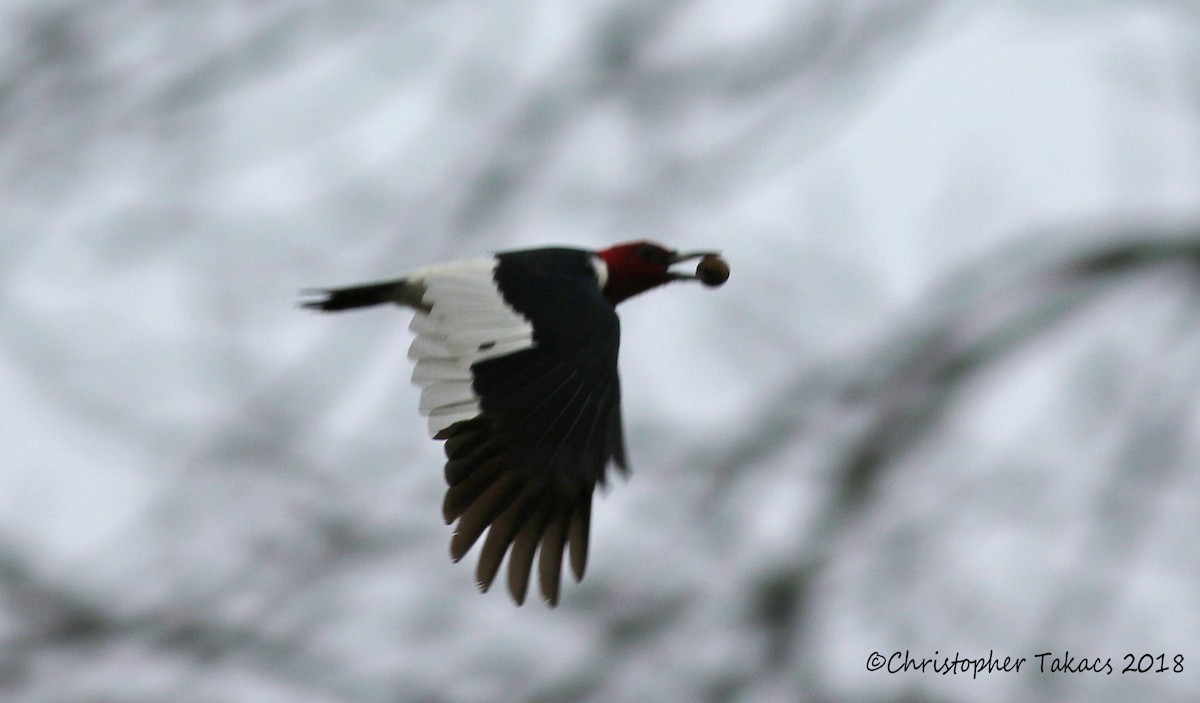 Red-headed Woodpecker - ML128803051