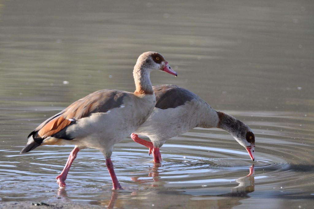 Egyptian Goose - ML128806221