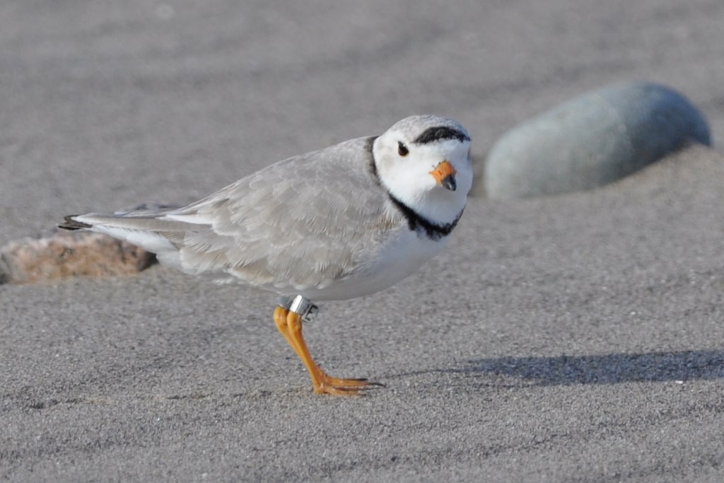 Piping Plover - ML128806331