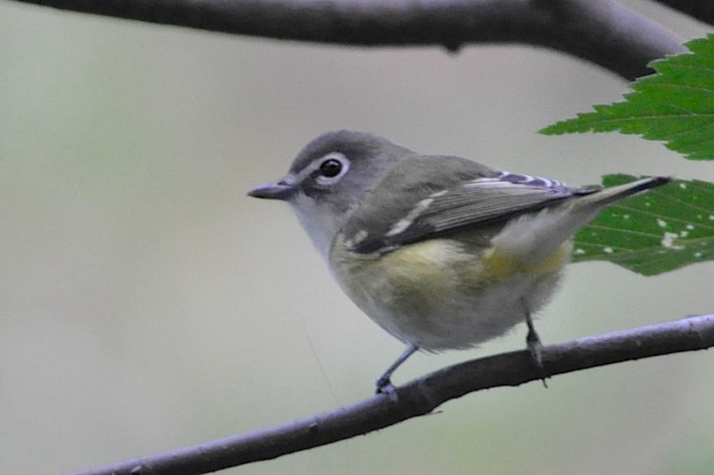 Blue-headed Vireo - ML128806611