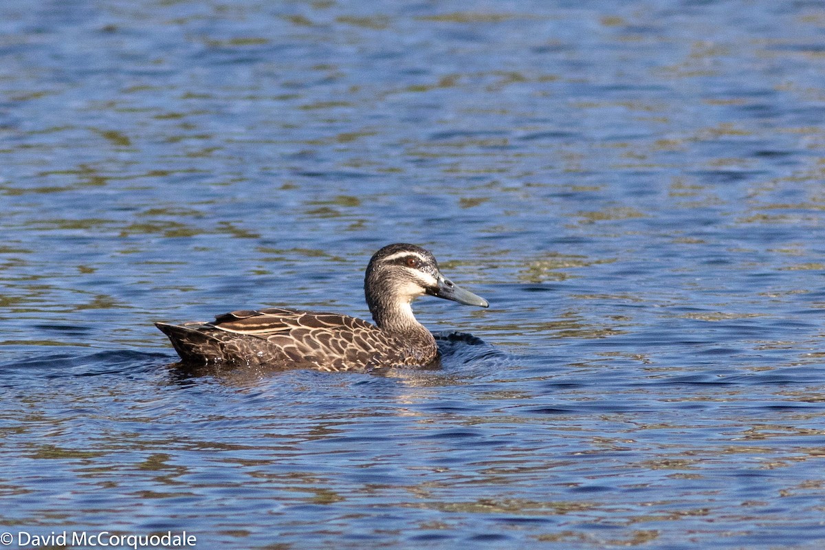 Pacific Black Duck - ML128806971