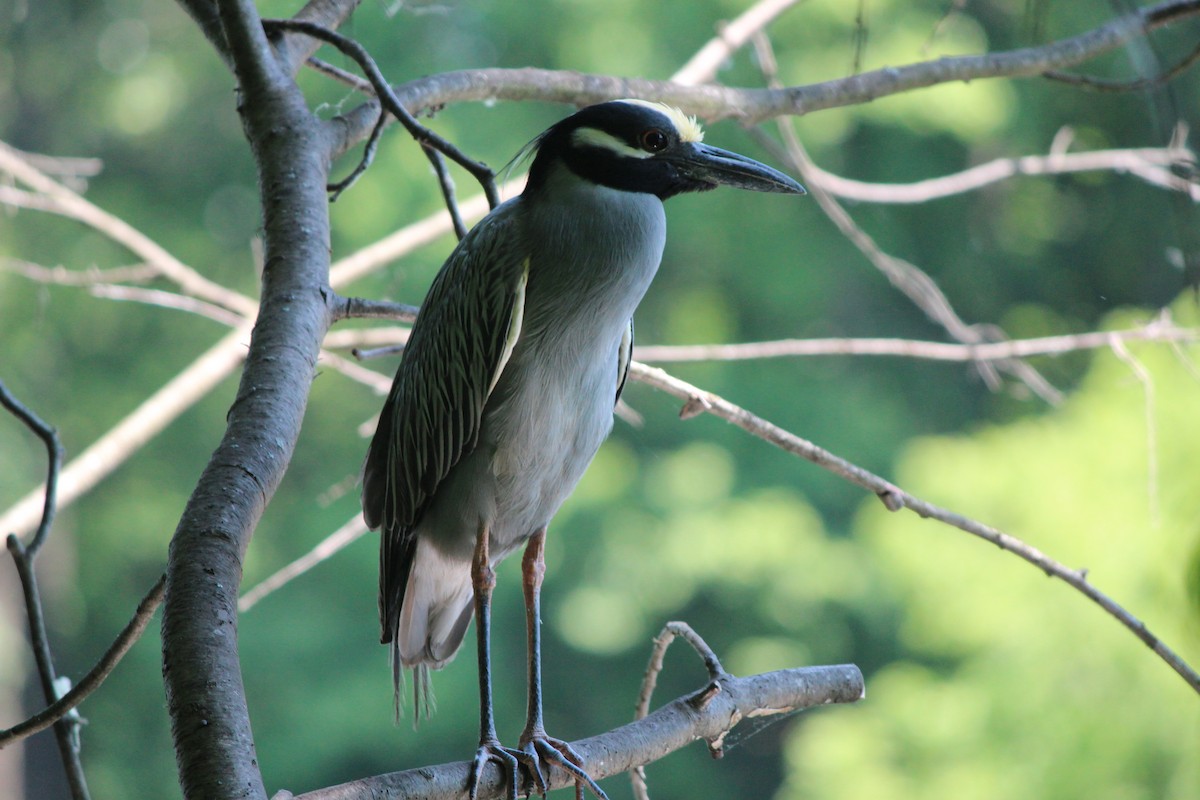 Yellow-crowned Night Heron - ML128807301