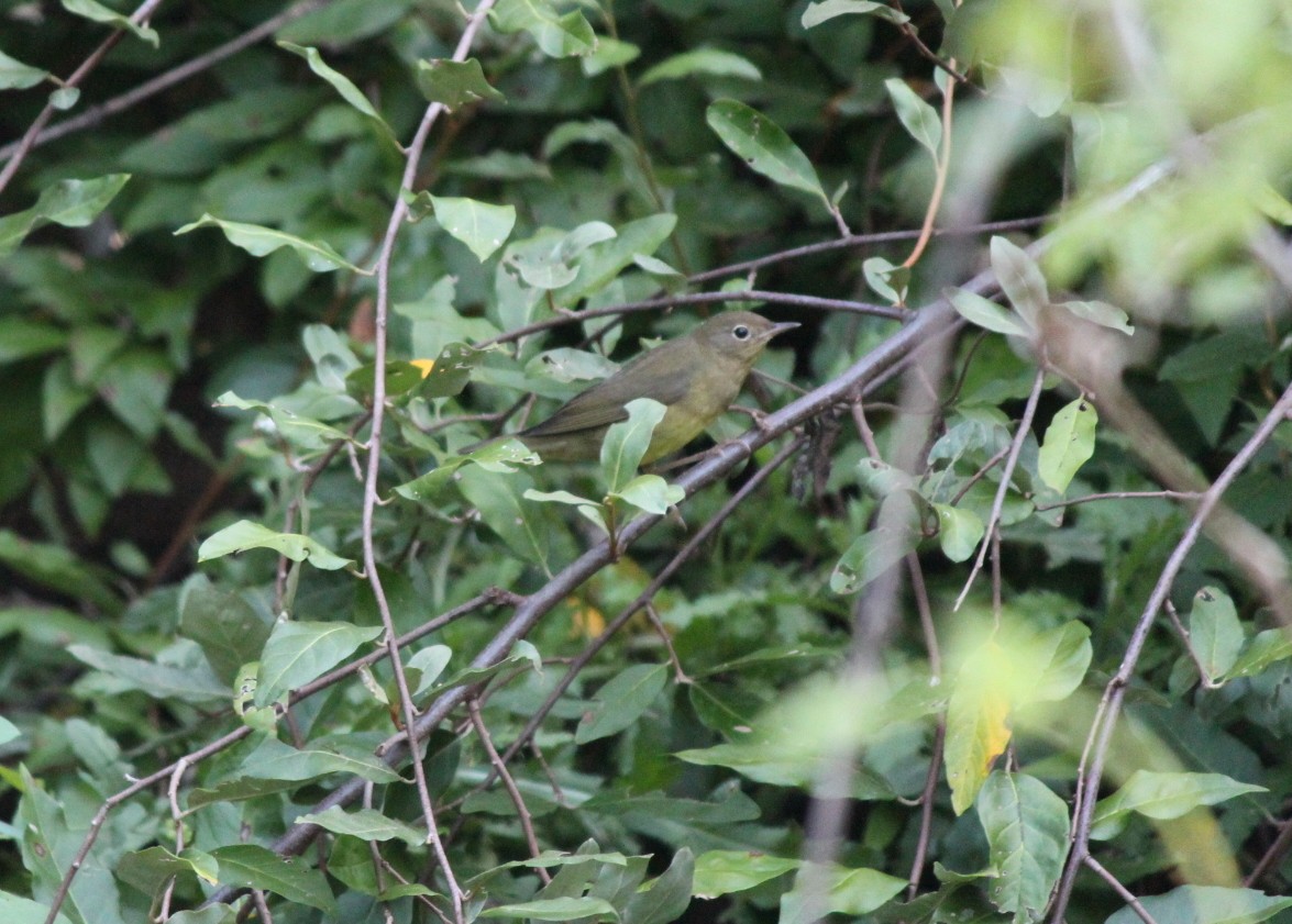 Connecticut Warbler - ML128807401