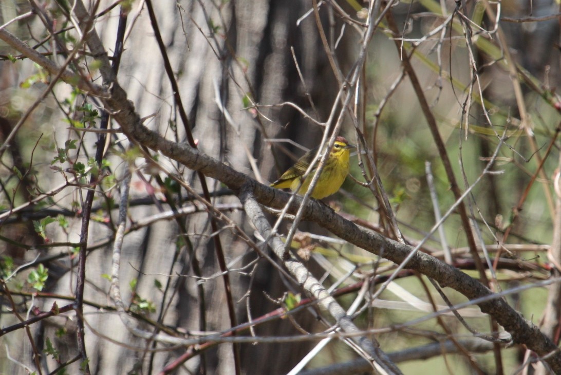 Palm Warbler (Yellow) - ML128807541