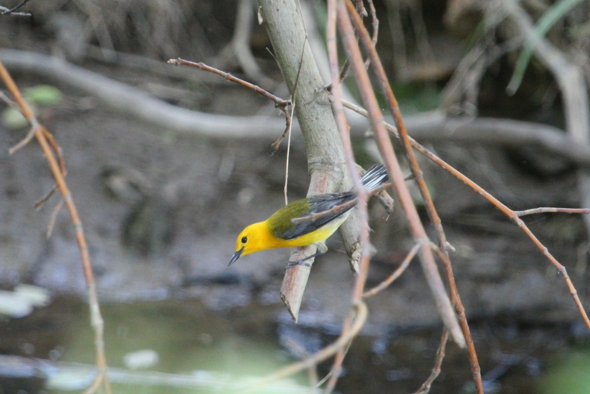 Prothonotary Warbler - ML128807561