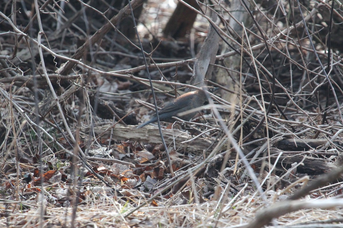 Rusty Blackbird - ML128807601