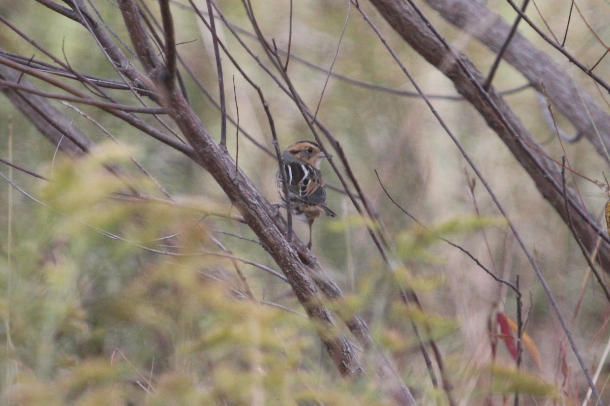 Nelson's Sparrow - ML128807651