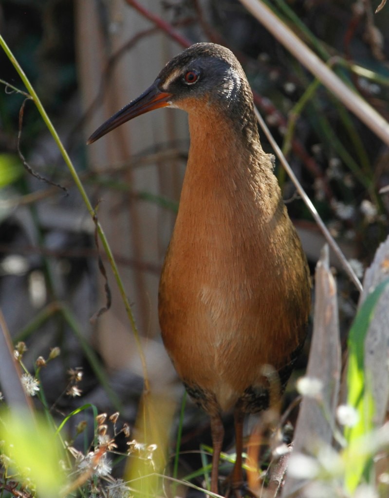 Virginia Rail - ML128808771