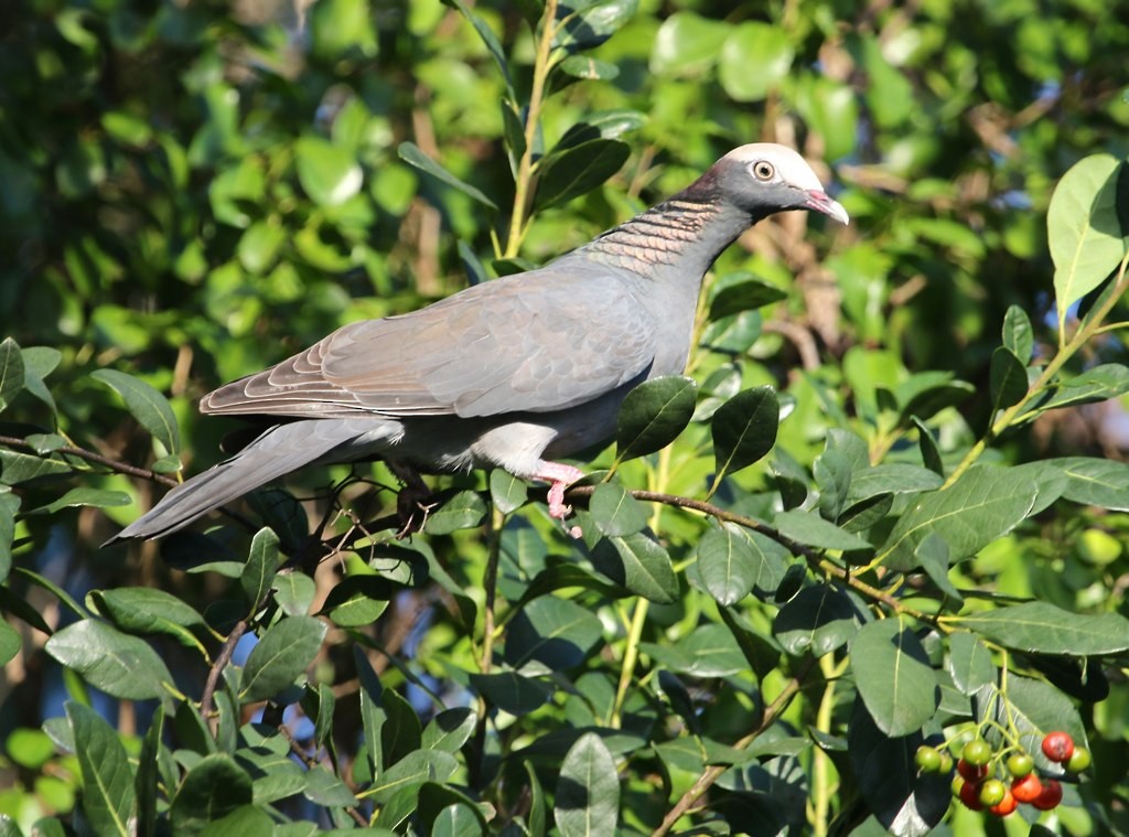 Pigeon à couronne blanche - ML128808791