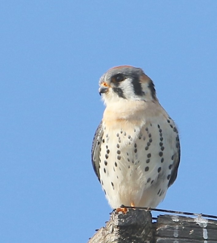 American Kestrel - ML128808801