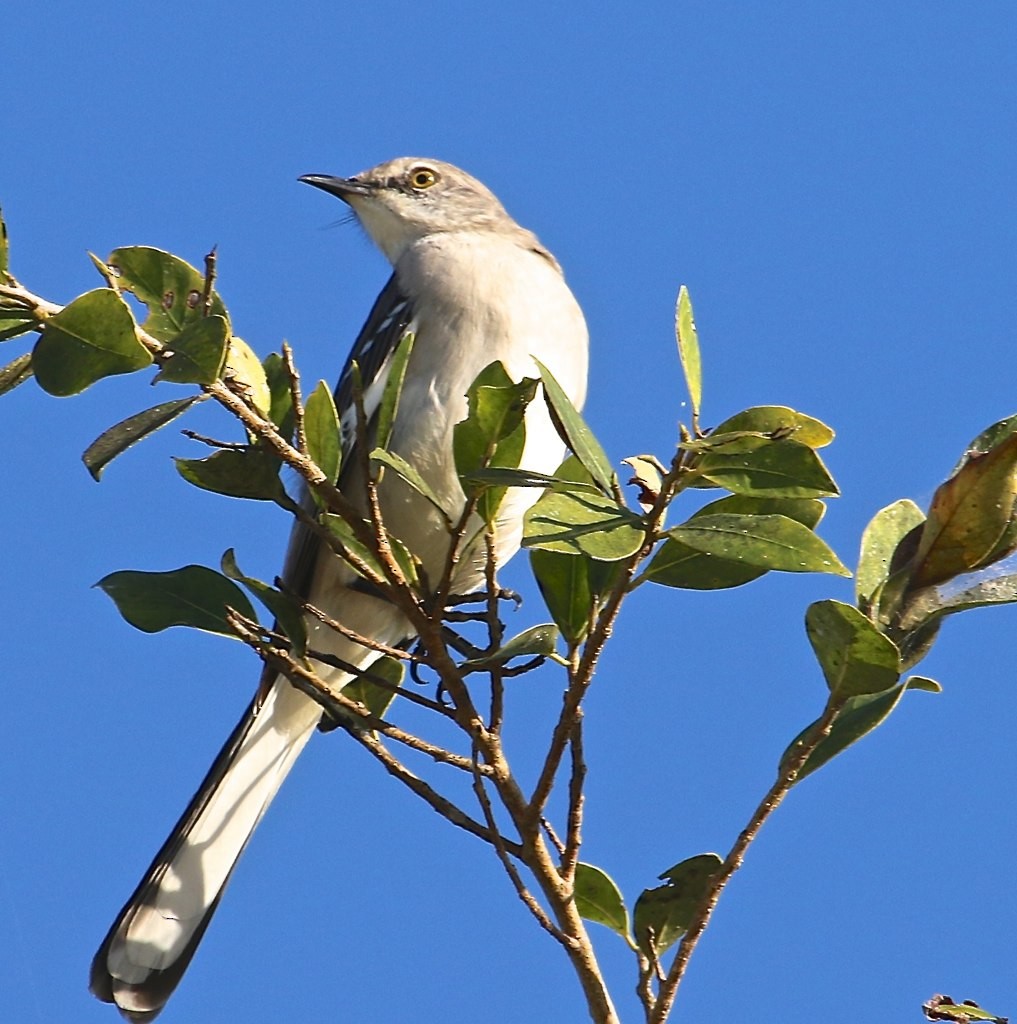 Northern Mockingbird - ML128808971