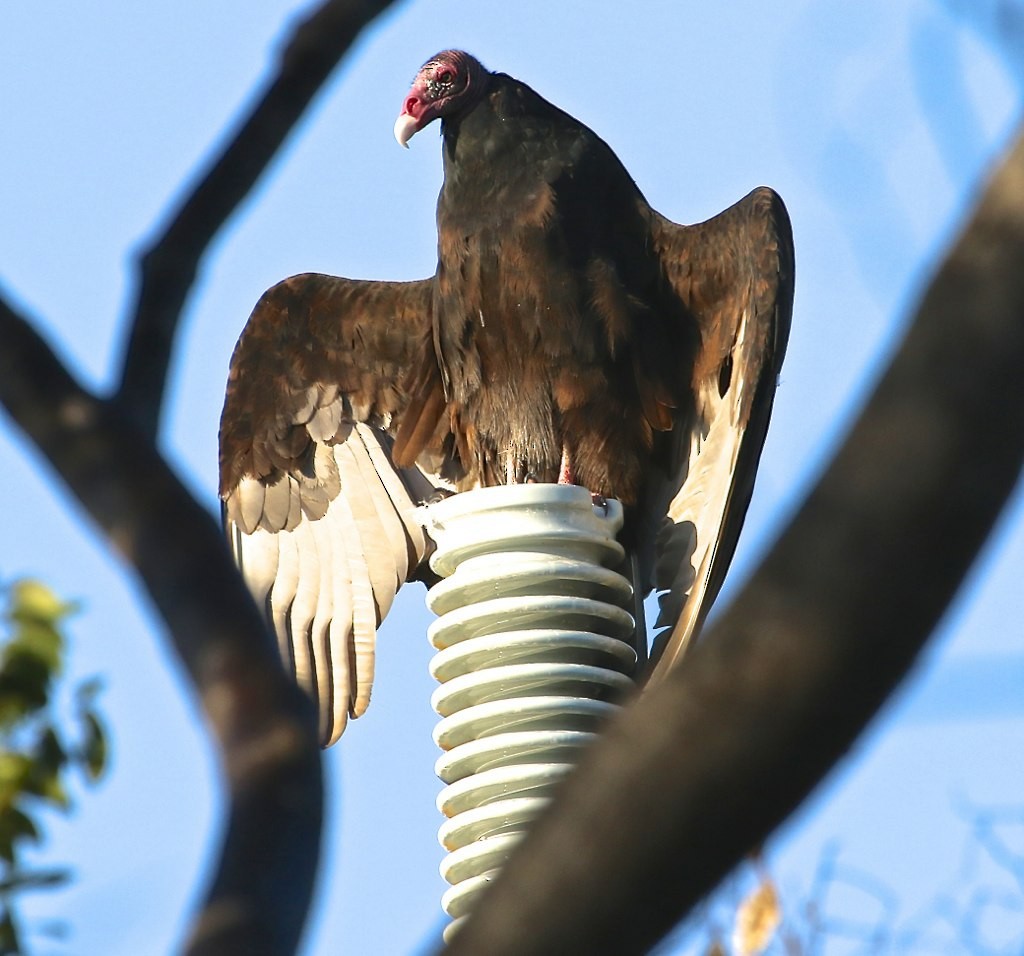 Turkey Vulture - ML128809001