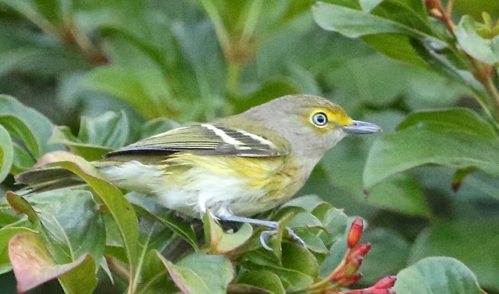 White-eyed Vireo - Harold Brewer