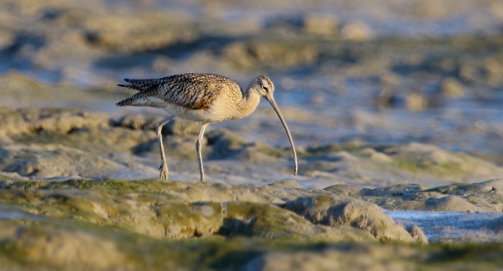 Long-billed Curlew - Harold Brewer