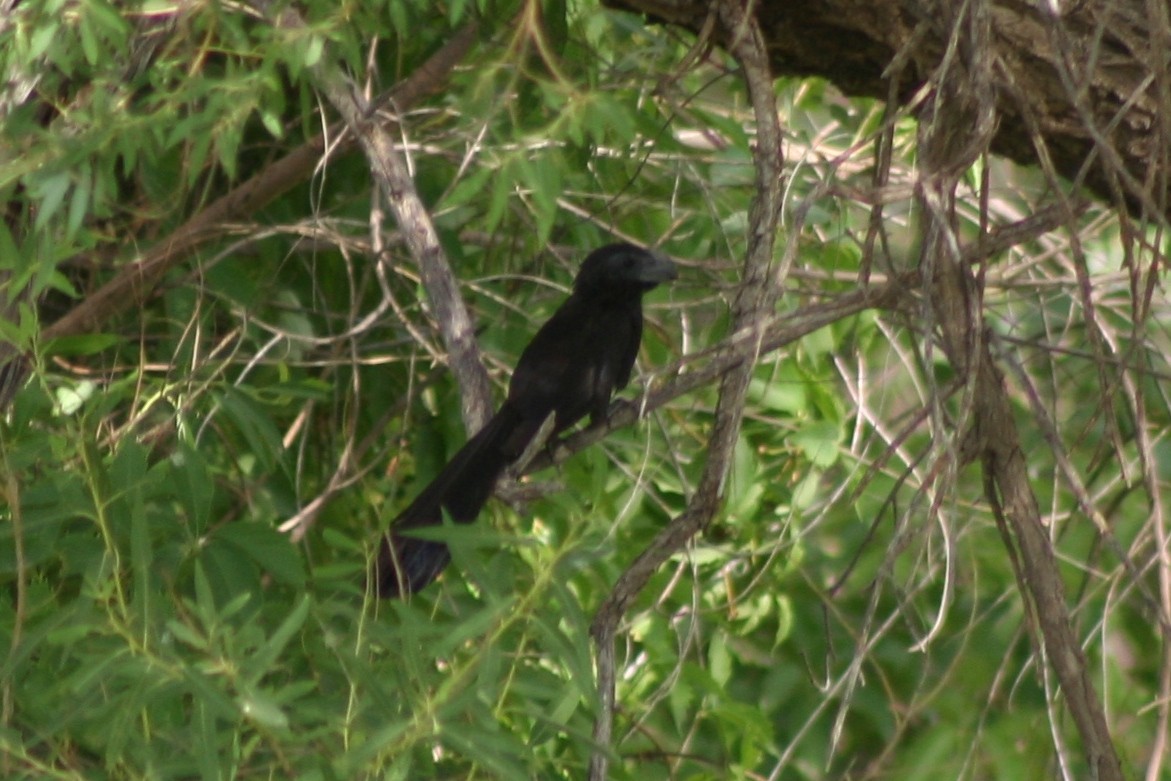 Groove-billed Ani - ML128809611