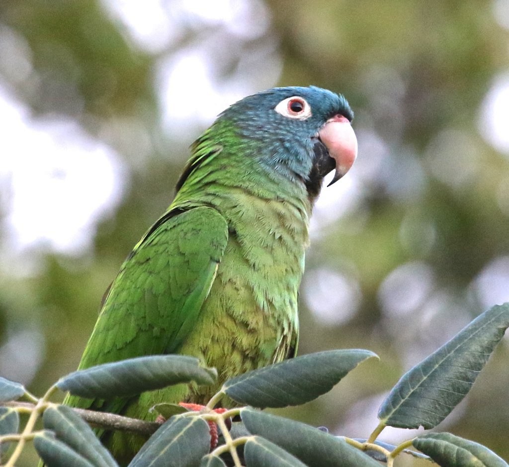 Aratinga Cabeciazul - ML128809621