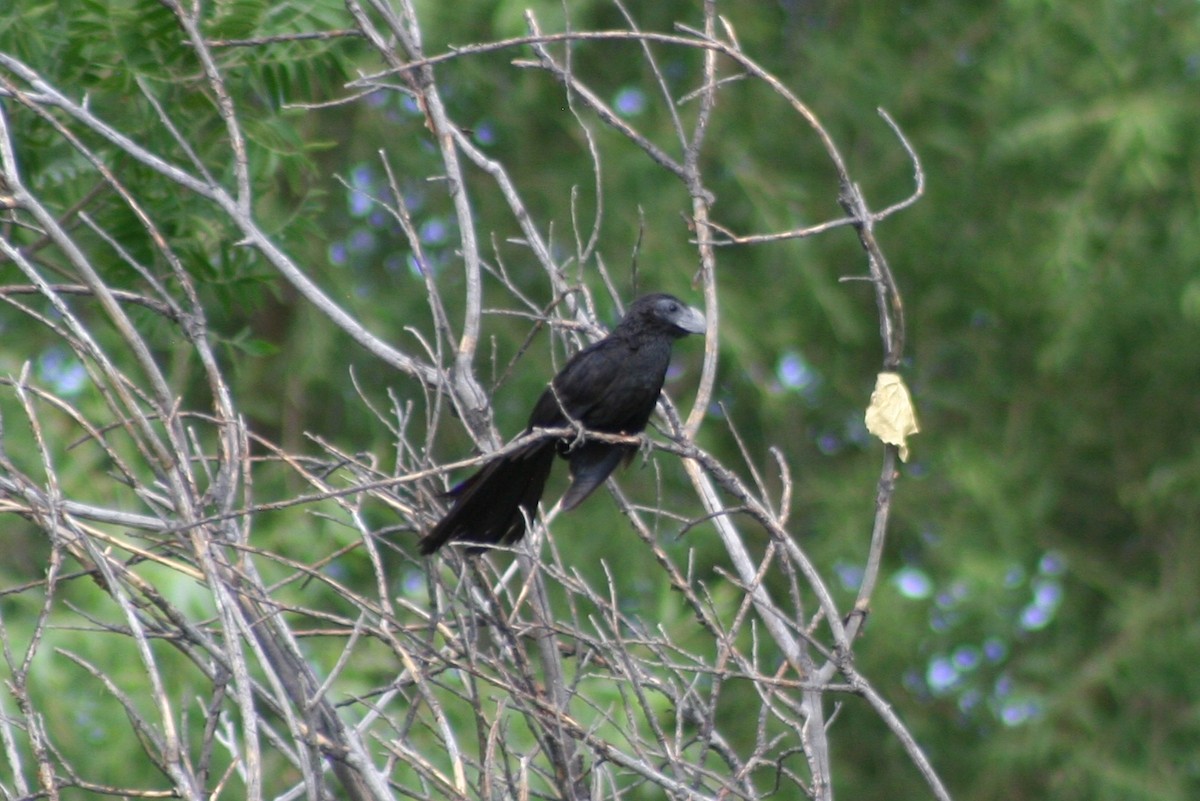 Groove-billed Ani - Nicholas Pederson