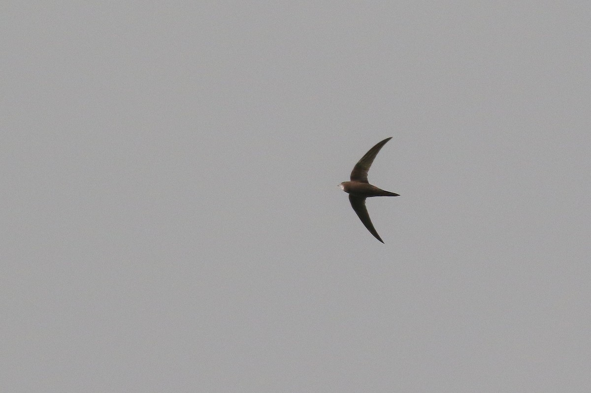 Common Swift - ML128810961