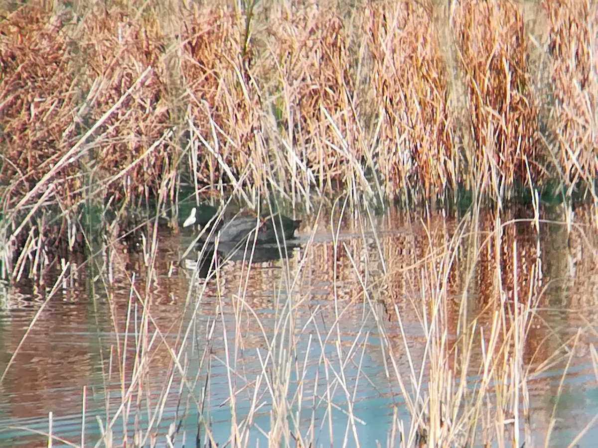 Eurasian Coot - Nelson Conceição