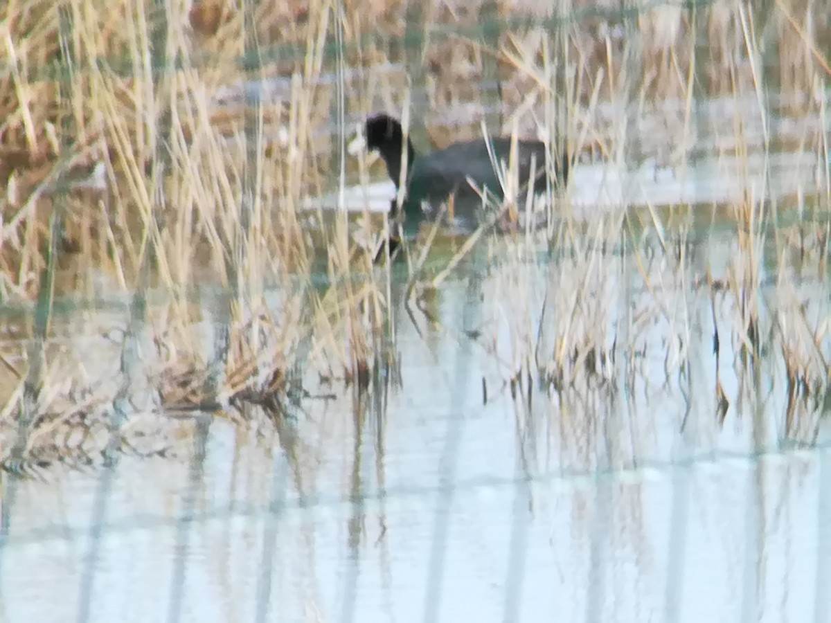 Eurasian Coot - ML128813701