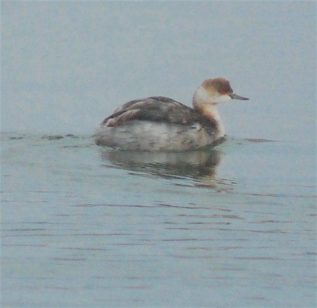 Eared Grebe - ML128813901