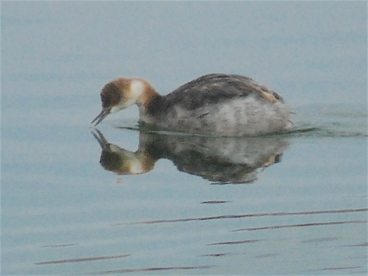 Eared Grebe - ML128813911