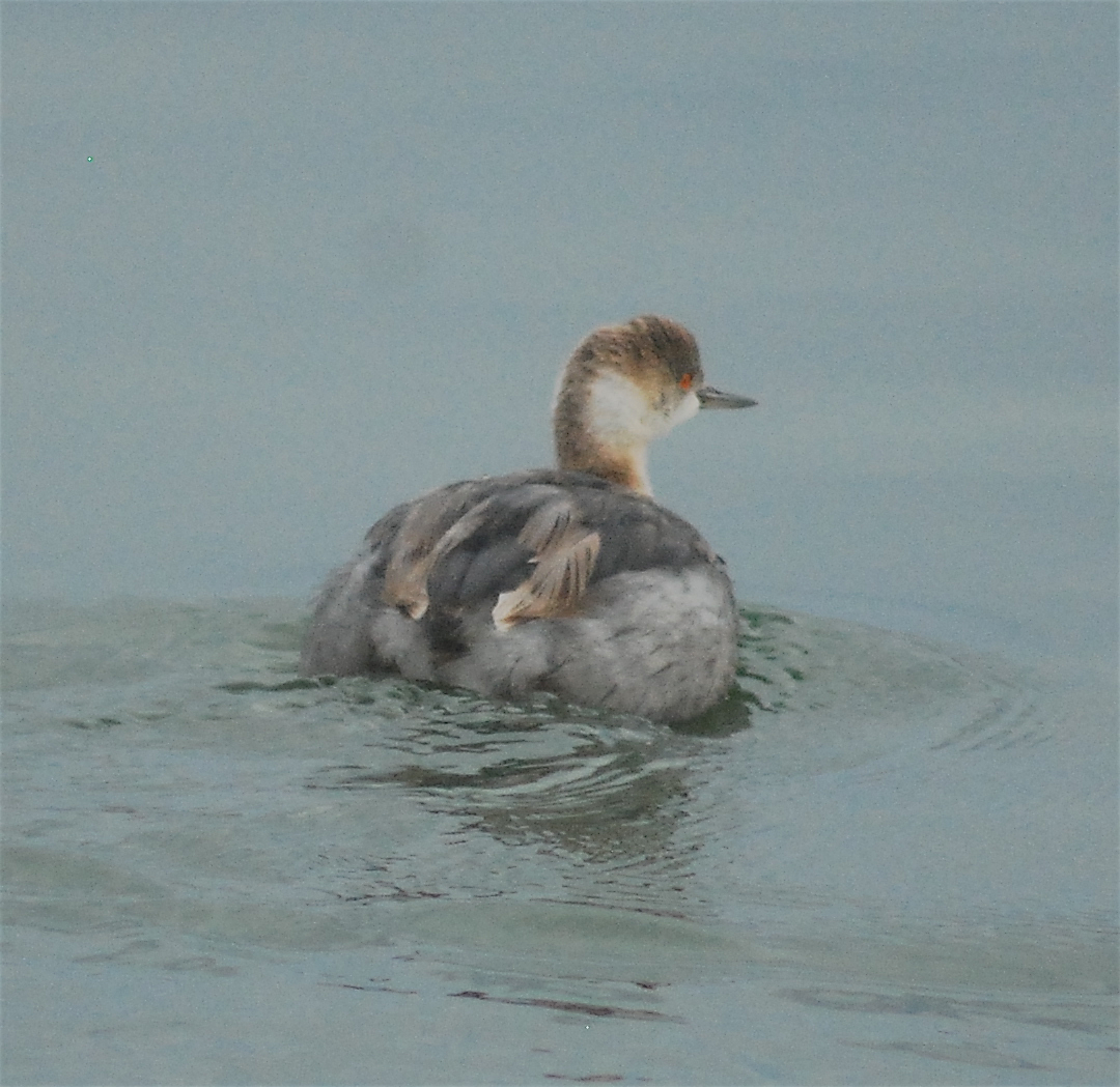 Eared Grebe - ML128813961