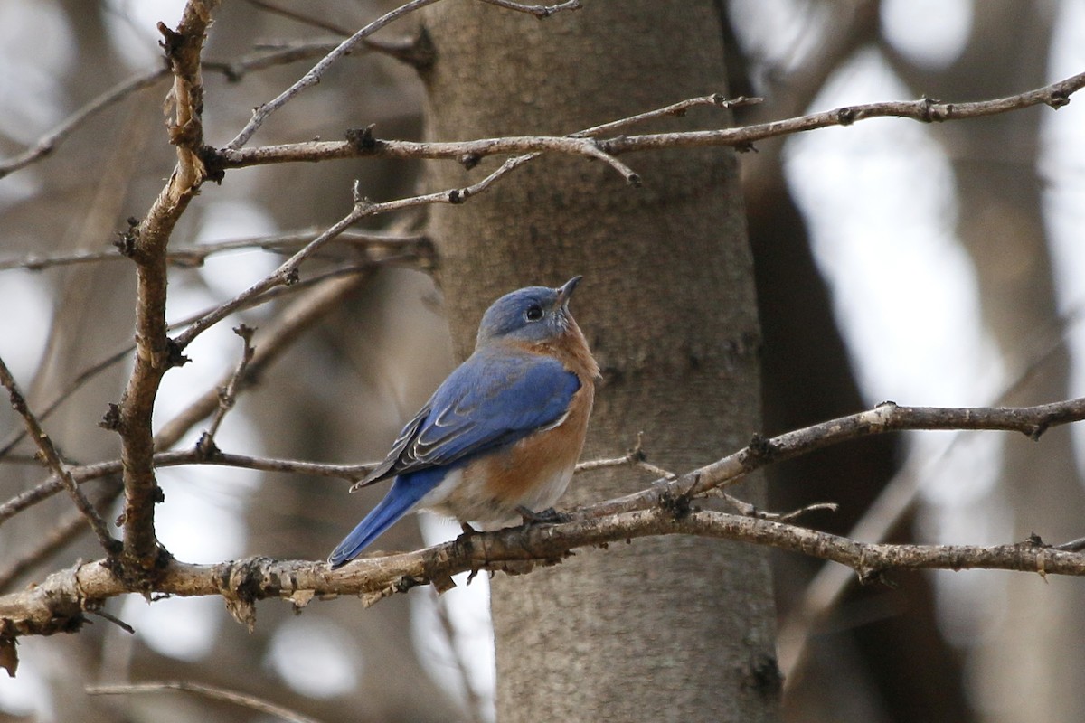 Eastern Bluebird - ML128814231