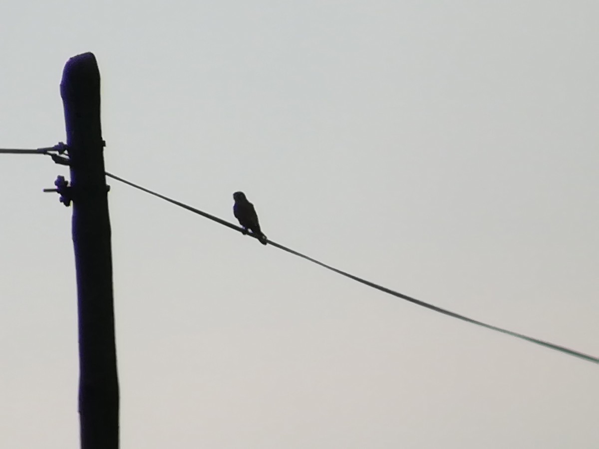 Eurasian Kestrel - Nelson Conceição