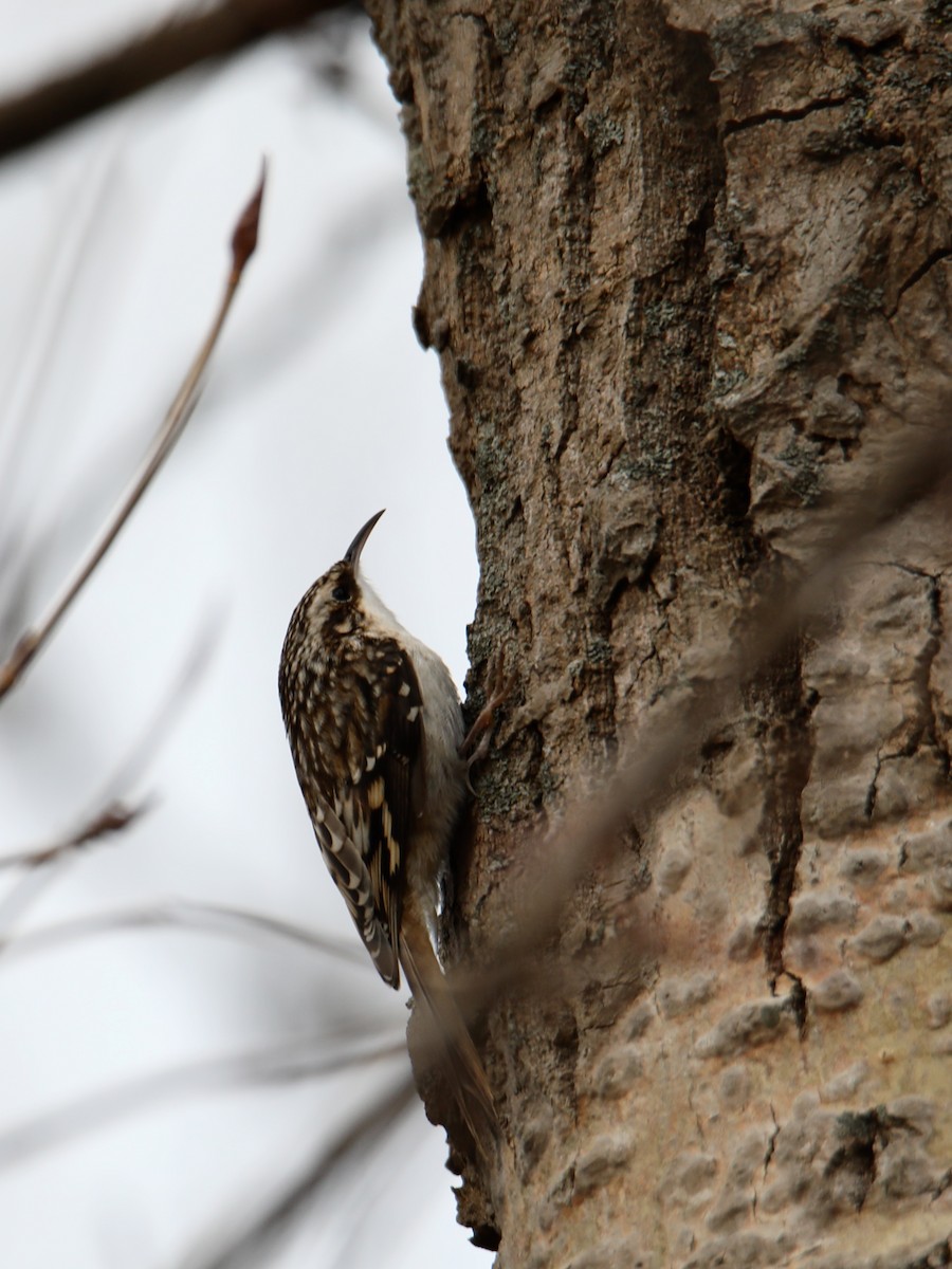 Brown Creeper - ML128814681