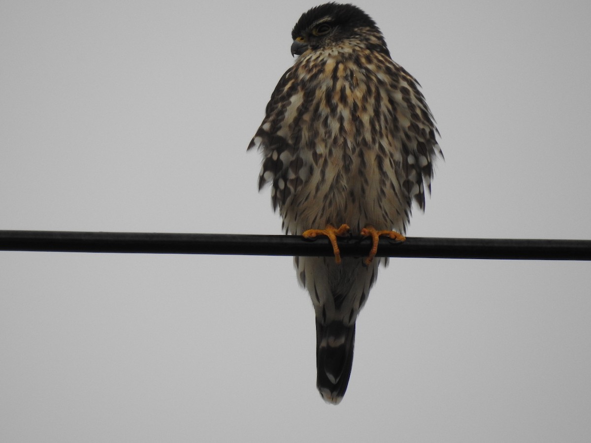 Merlin - ML128815581