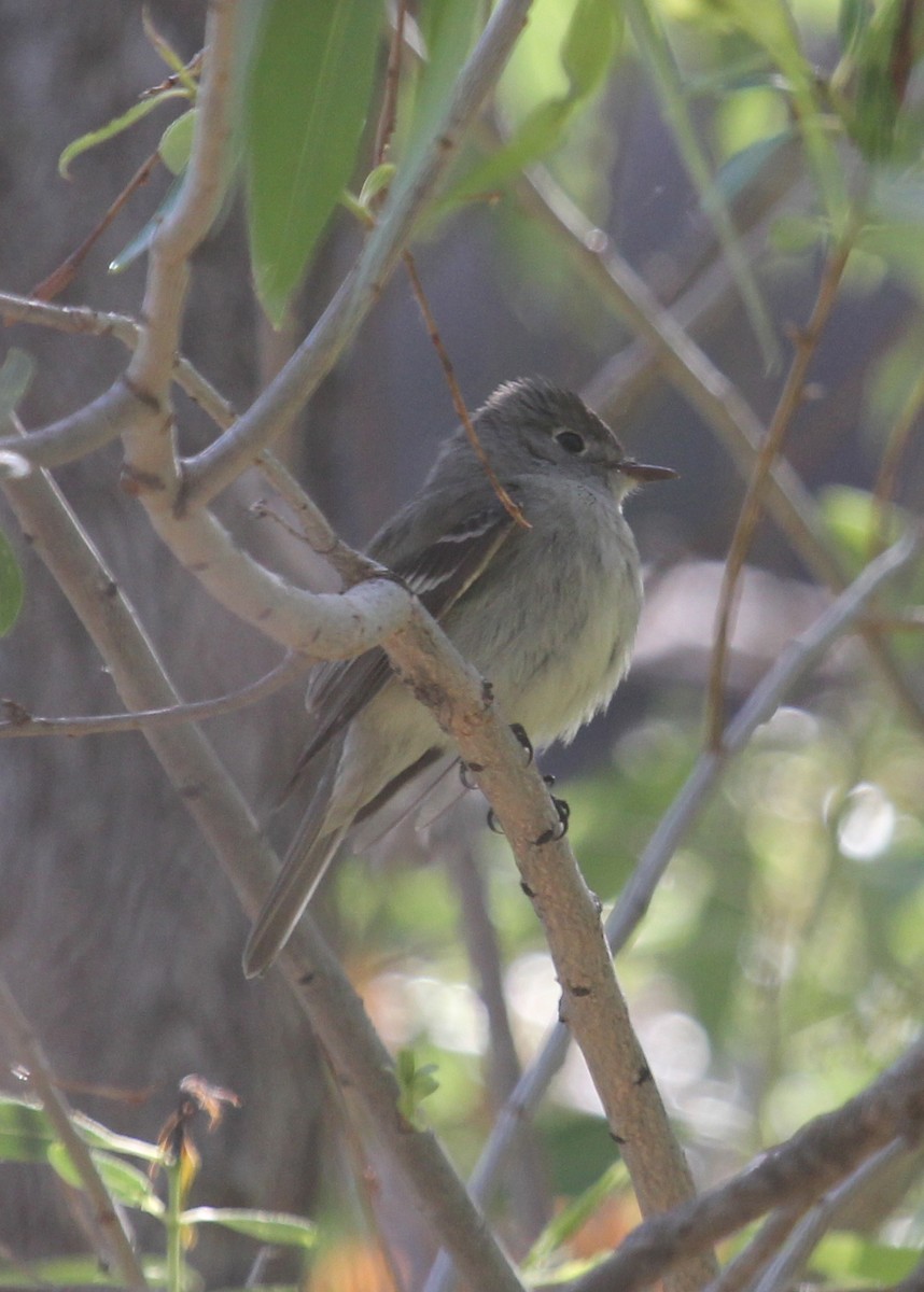 Hammond's Flycatcher - ML128815601