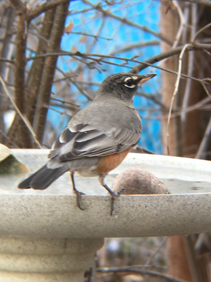 American Robin - ML128816091