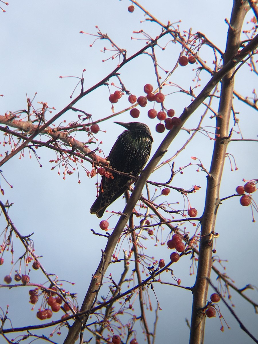 European Starling - ML128816191