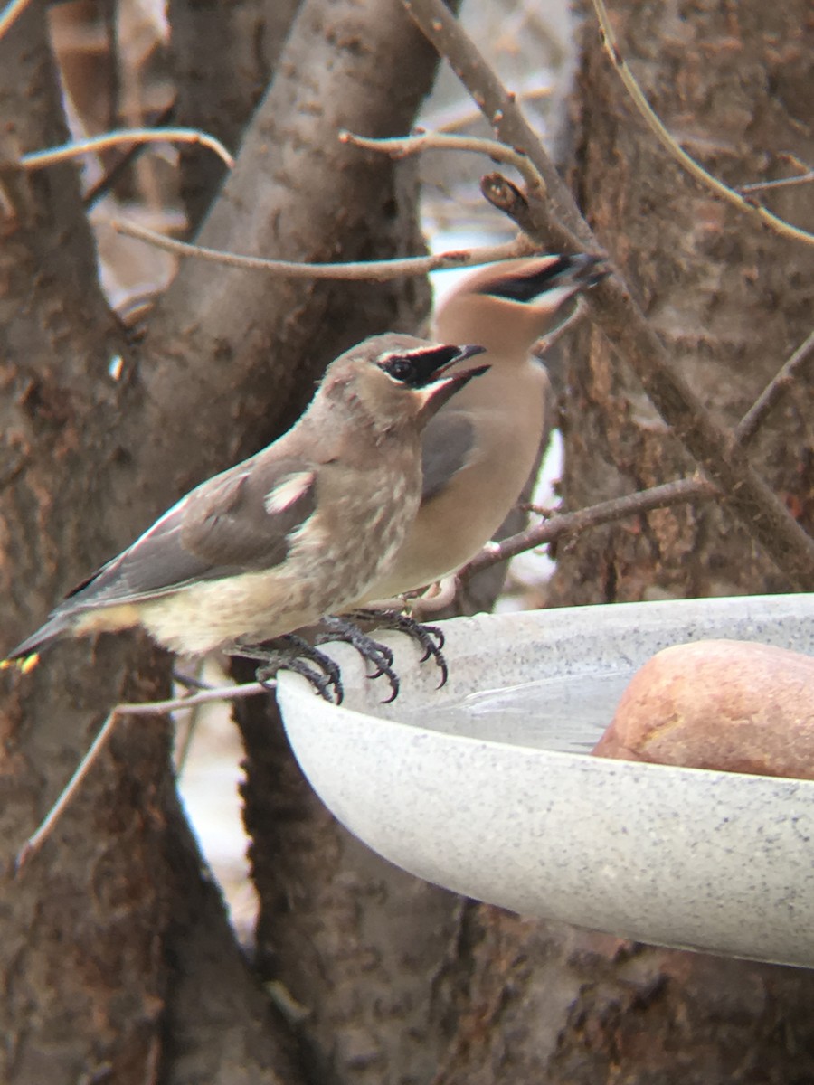 Cedar Waxwing - ML128816231