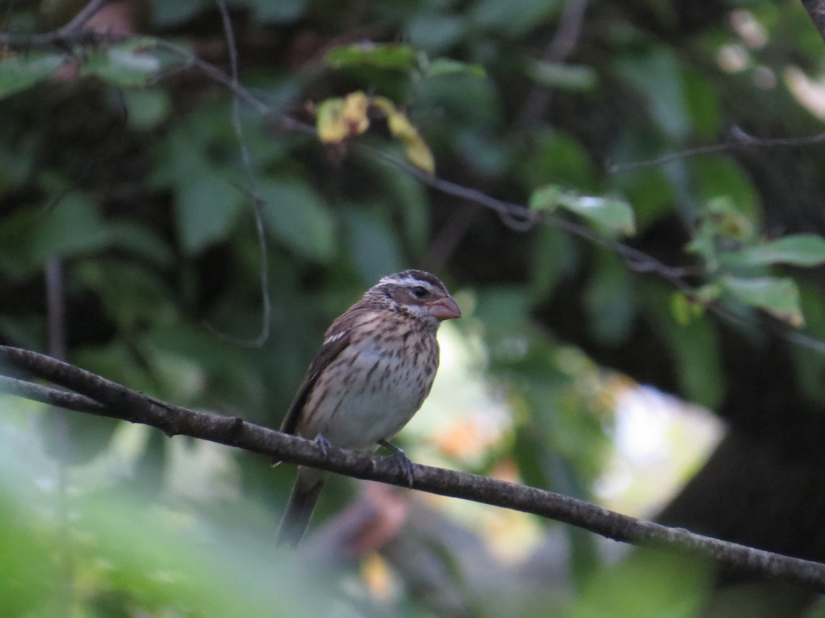 Rose-breasted Grosbeak - ML128817941