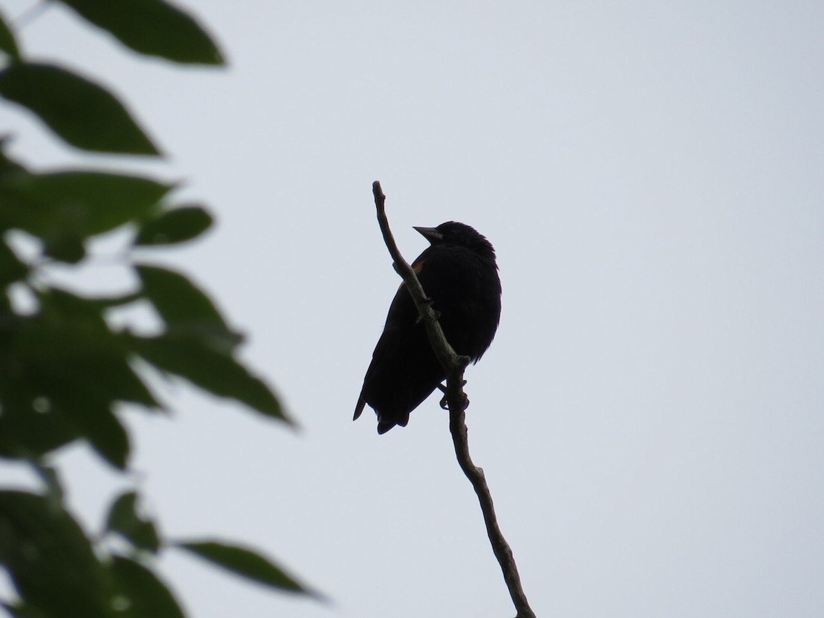 Red-winged Blackbird - ML128817951