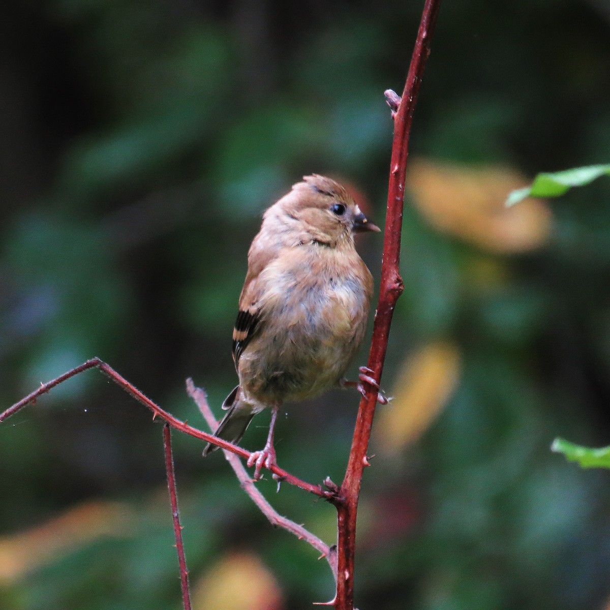 American Goldfinch - ML128817961