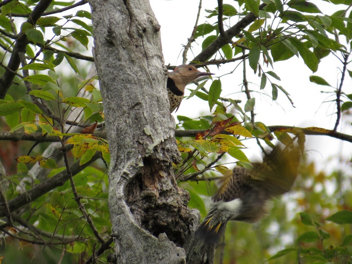 Northern Flicker - Emily Tornga