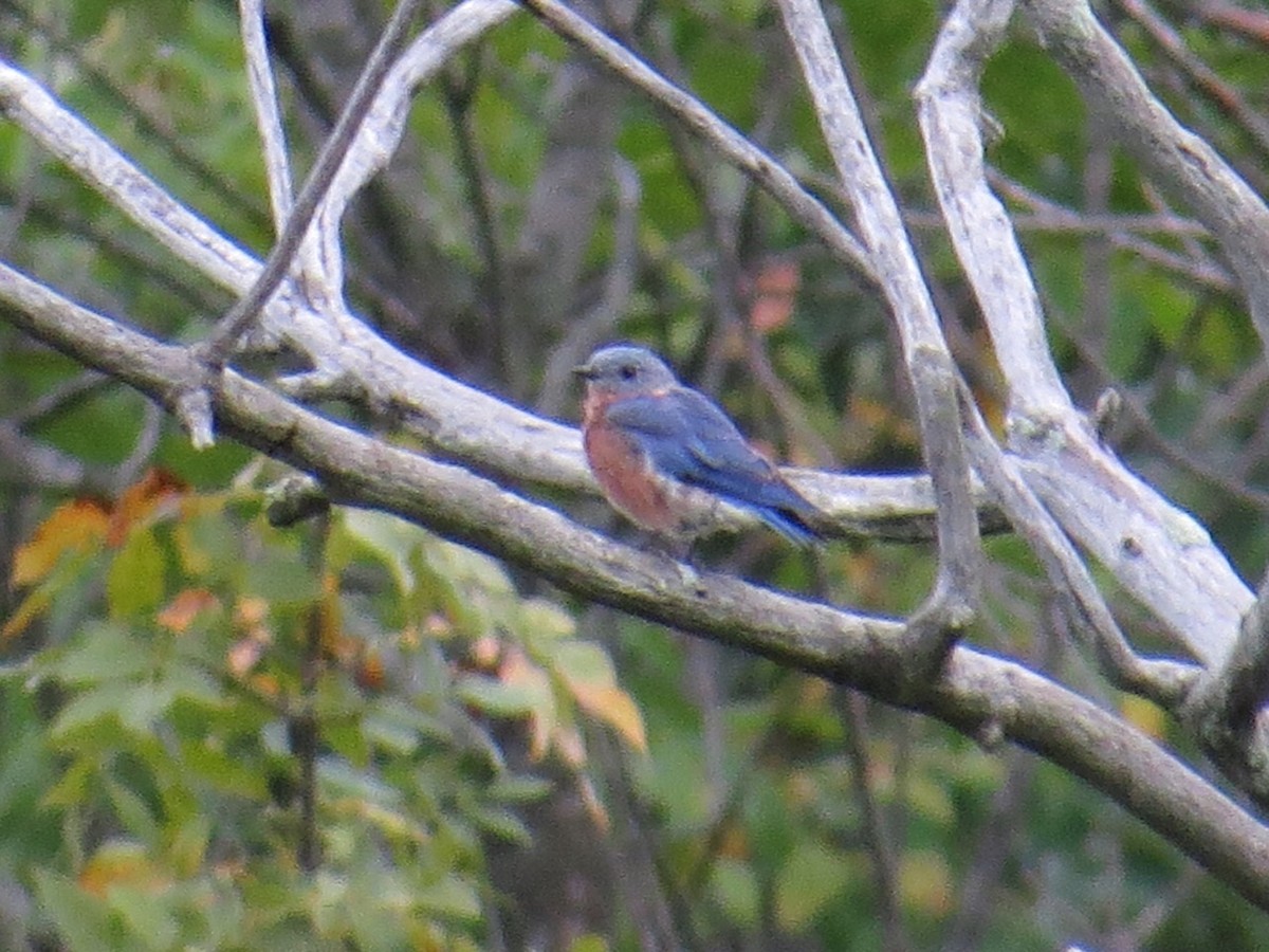 Eastern Bluebird - ML128817981