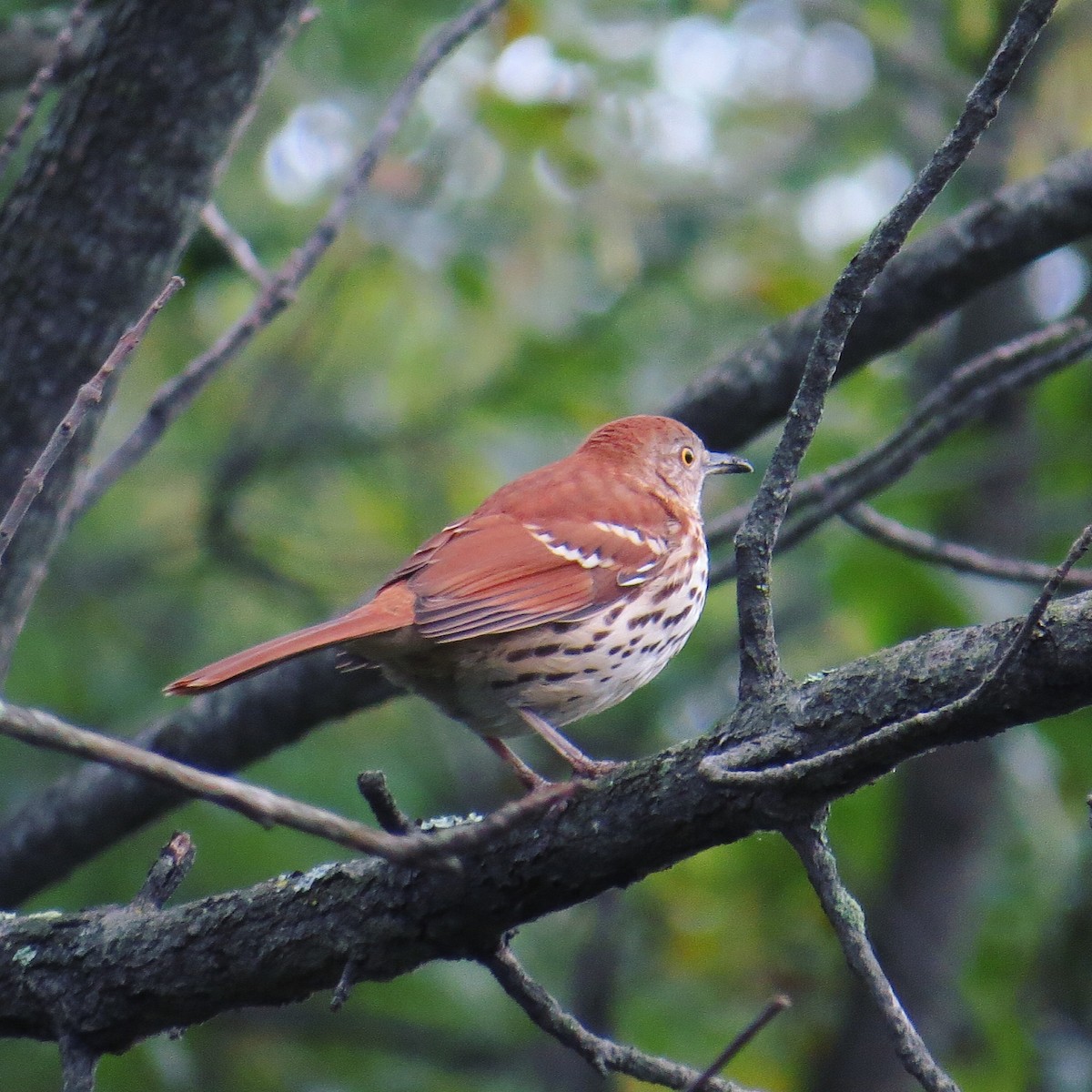 Brown Thrasher - ML128817991