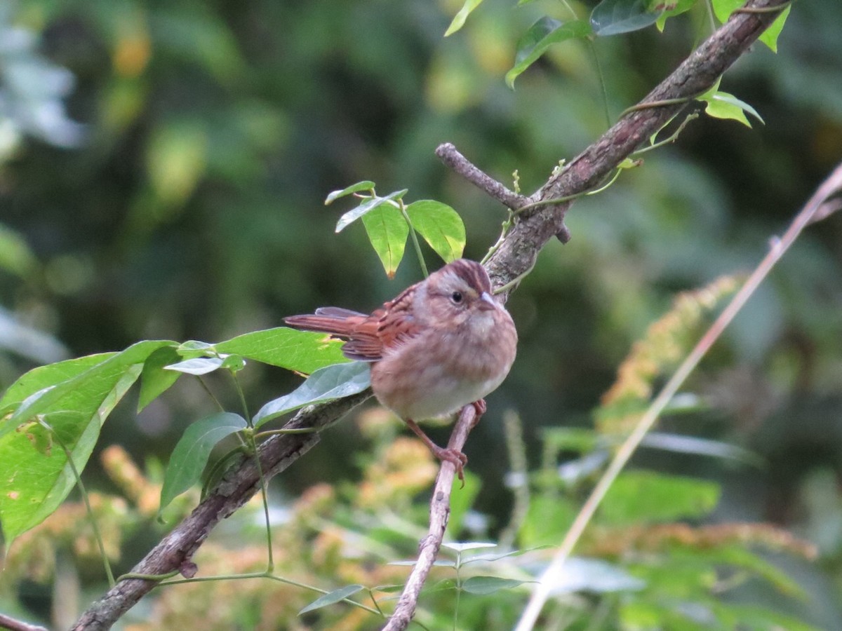 White-throated Sparrow - ML128818001