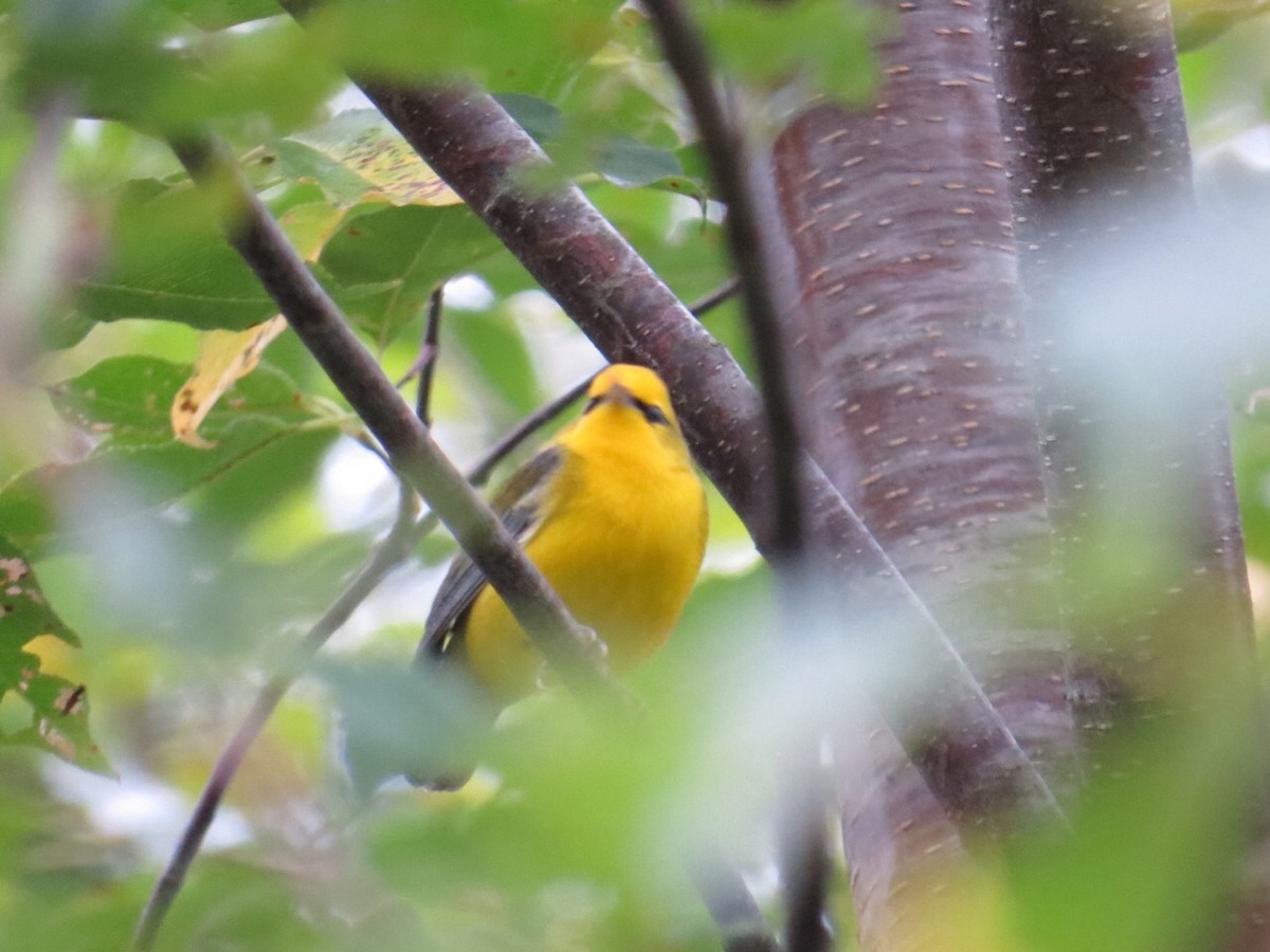 Blauflügel-Waldsänger - ML128818021