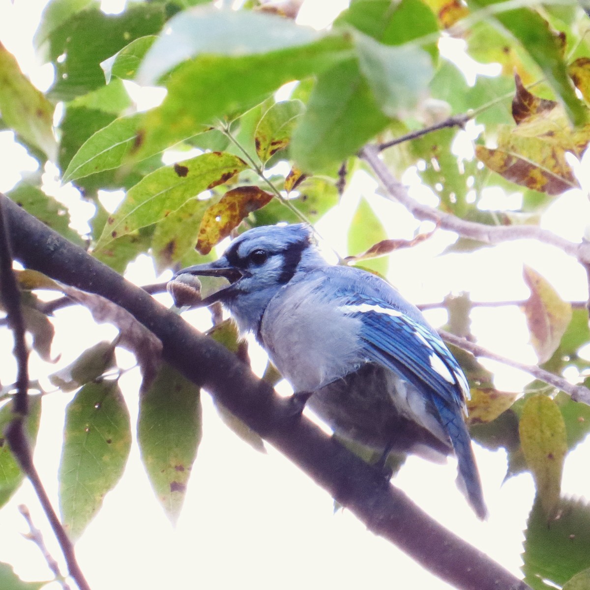 Blauhäher - ML128818051