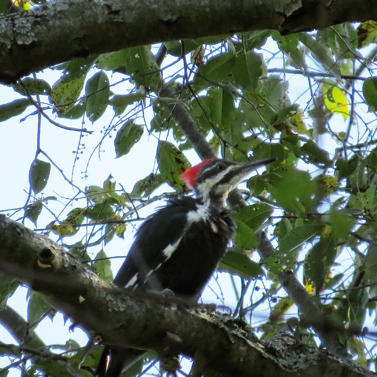 Pileated Woodpecker - ML128818071