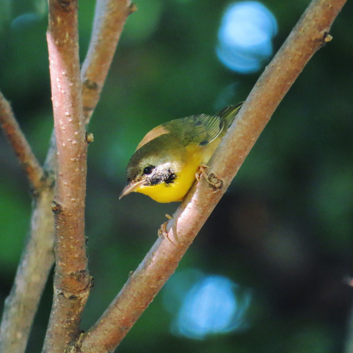 Common Yellowthroat - ML128818081