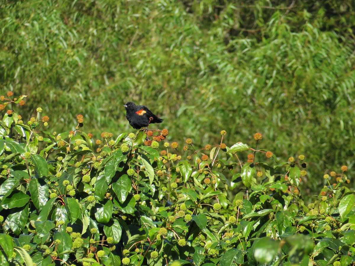 Red-winged Blackbird - ML128818091